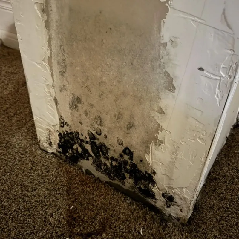 Professional Mold Removal in Monterey, TN